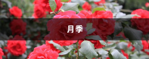 月季栀子...咔嚓来1刀，花苞蹭蹭冒，爆盆啦！