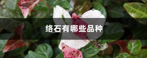 络石有哪些品种