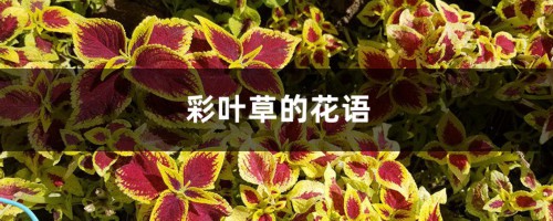 彩叶草的花语