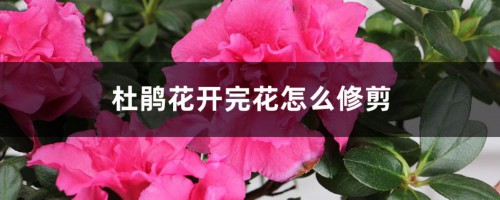 杜鹃花开完花怎么修剪，盆栽杜鹃修剪方法图