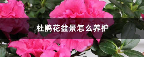 杜鹃花盆景怎么养护，杜鹃花盆景造型