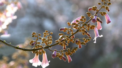 梧桐花和泡桐花的区别