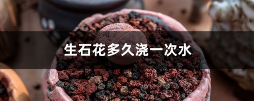 生石花多久浇一次水