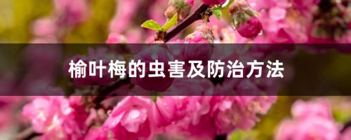 榆叶梅的虫害及防治方法