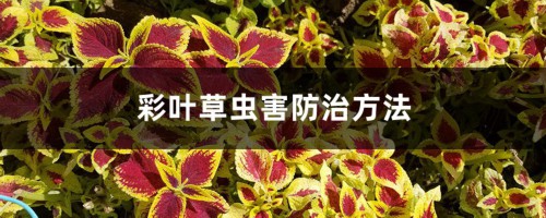 彩叶草虫害防治方法