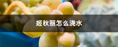 姬秋丽怎么浇水