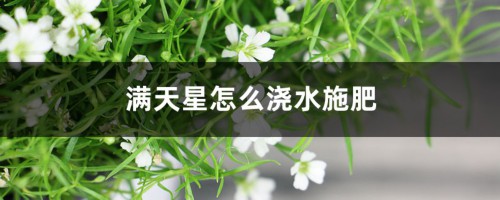 满天星怎么浇水施肥