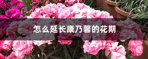 怎么延长康乃馨的花期