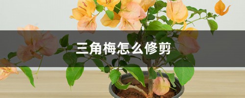 三角梅的修剪方法